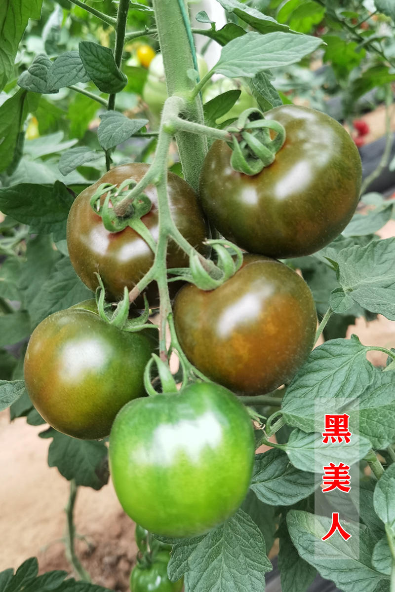 特色大番茄苗子牛排鹅肝黑美人大黄西红柿苗子常年供应