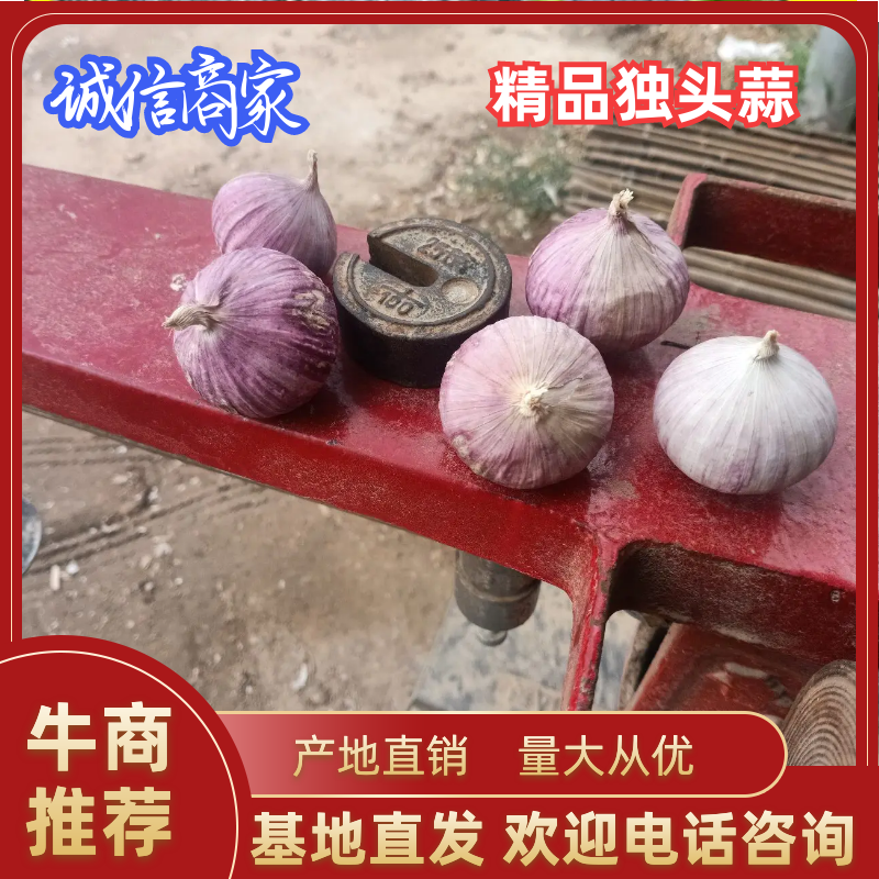 四川独头蒜，徐州市丰县雪含果蔬种植专业合作社隆重出品！
