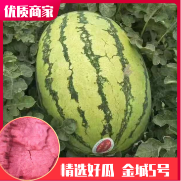 双红金城五号金花六号鄂尔多斯鄂托克旗前旗草籽场