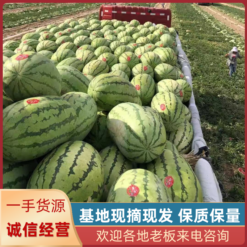 西瓜金城5号沙漠一号西瓜大量现货基地直供