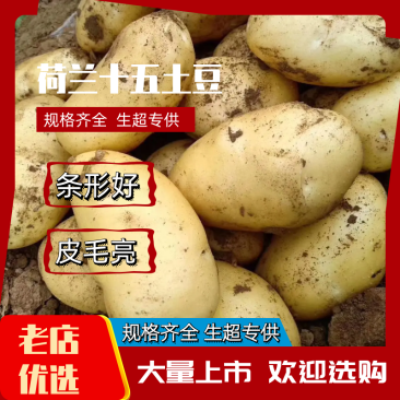 辽宁荷兰十五土豆大量上市一手货源规格齐全生超专供
