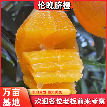 【二级果】伦晚脐橙次果**，果面光滑口感纯甜水分足