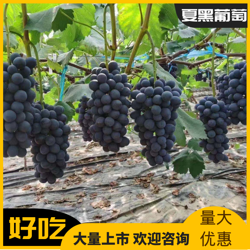 夏黑葡萄大量上市产地一手货源颗粒均匀口感超甜