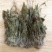 见血青见血清500g包邮冷背中药材批发