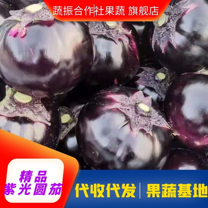 茄子圆茄山东圆茄基地货源充足代发全国，可提供一条龙
