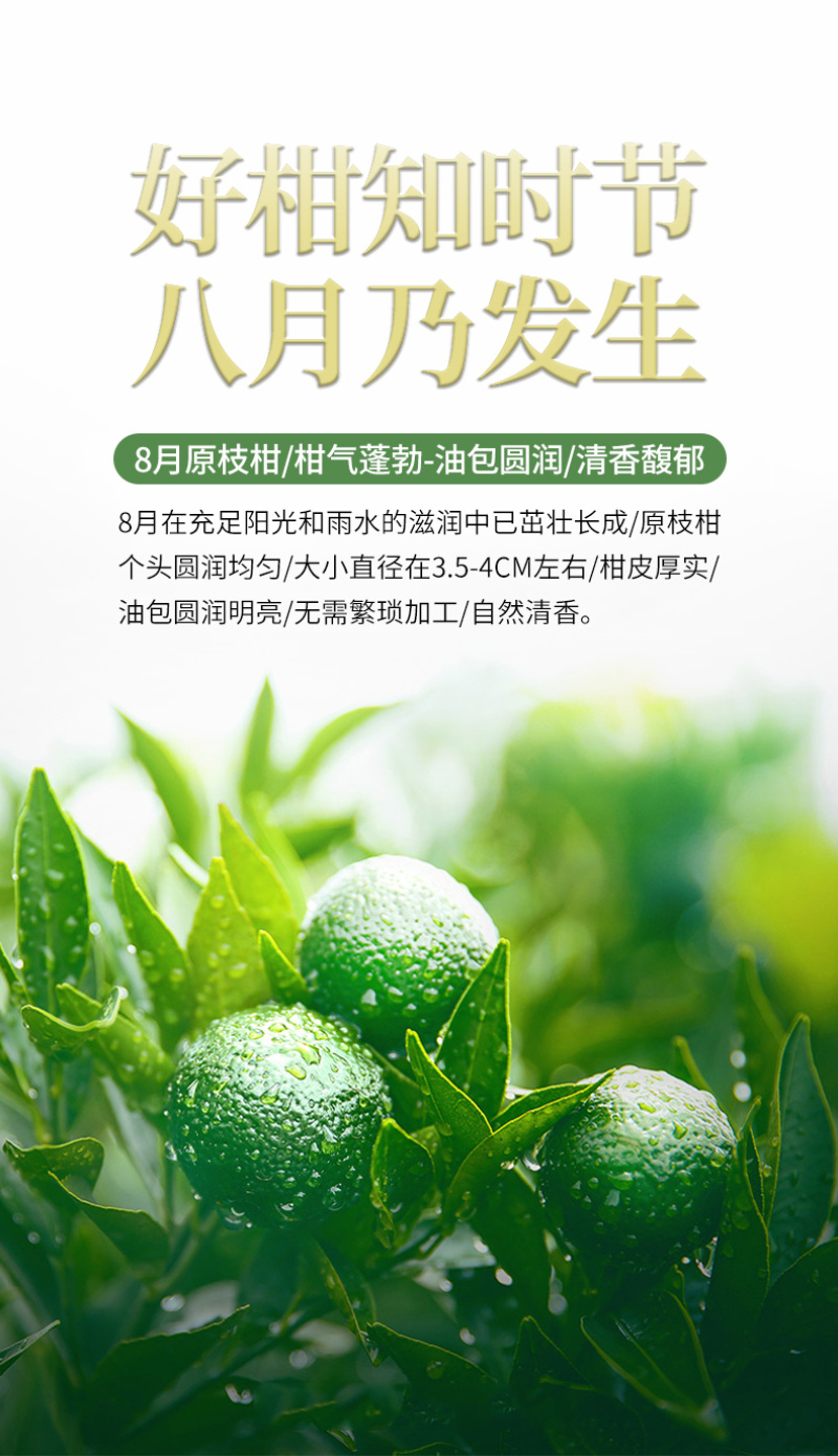 正宗新会小青柑云南普洱茶陈皮柑普茶熟茶小青桔茶叶500g