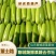 绿皮西葫芦山东西葫芦大棚蔬菜产区，代收代发全国