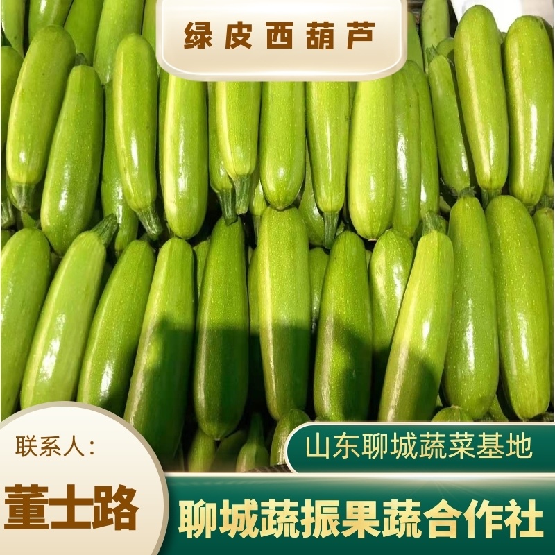 绿皮西葫芦山东西葫芦大棚蔬菜产区，代收代发全国