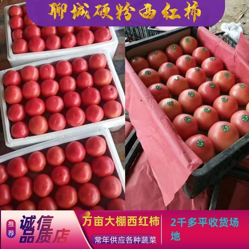 山东聊城东昌府区西红柿硬粉代发全国大量上市