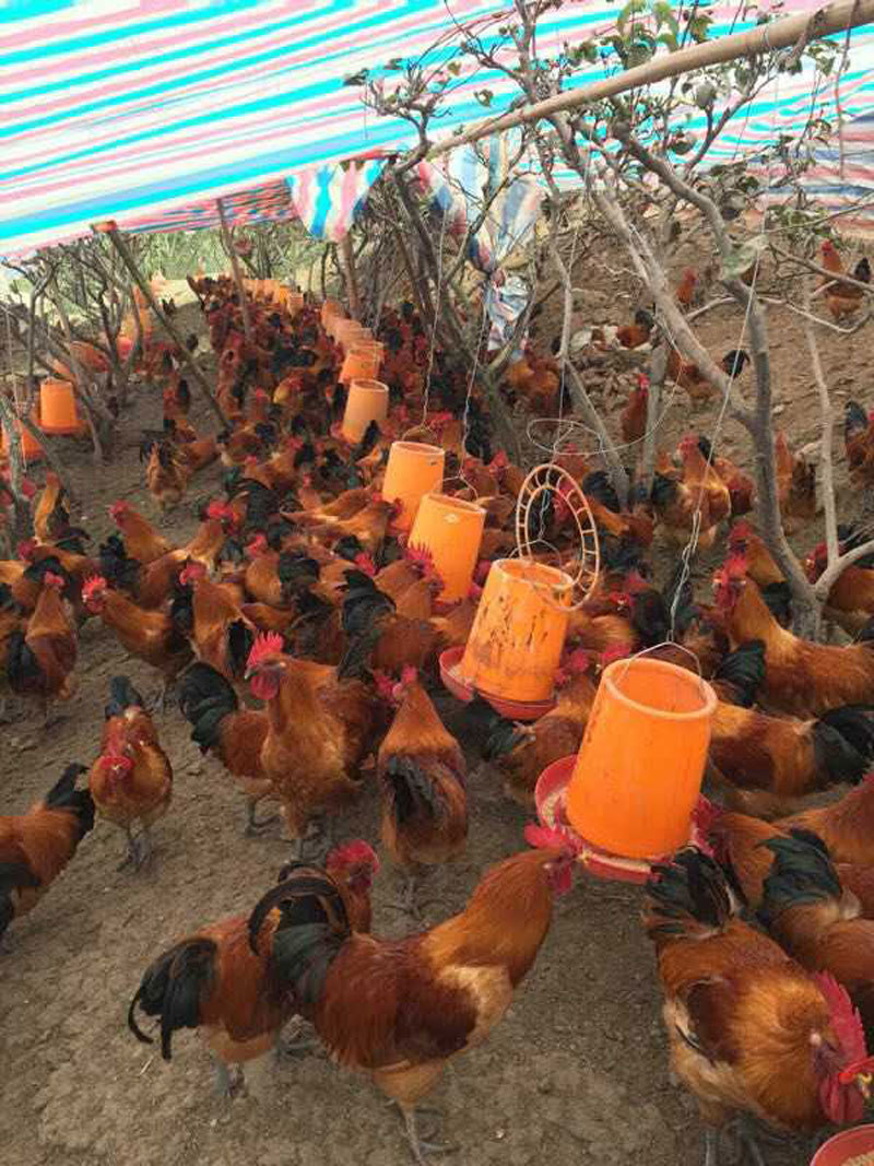 正安适宜养殖的本地土鸡苗品种，乌皮红羽土鸡苗，黑乌鸡苗