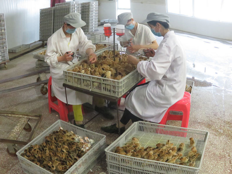 正安适宜养殖的本地土鸡苗品种，乌皮红羽土鸡苗，黑乌鸡苗