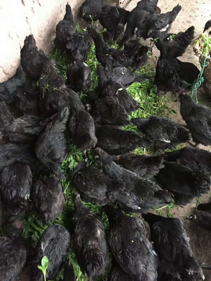 正安适宜养殖的本地土鸡苗品种，乌皮红羽土鸡苗，黑乌鸡苗