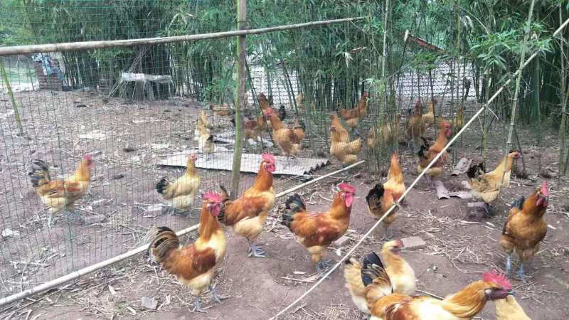 正安适宜养殖的本地土鸡苗品种，乌皮红羽土鸡苗，黑乌鸡苗