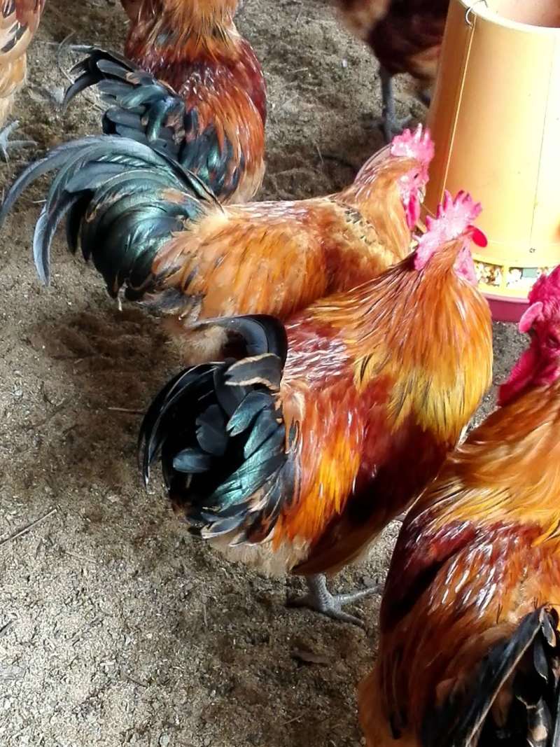 云阳香土鸡苗供应脐橙园养殖本地土鸡苗行情好