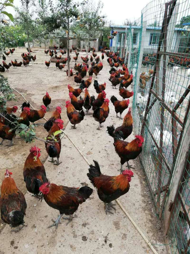 云阳香土鸡苗供应脐橙园养殖本地土鸡苗行情好