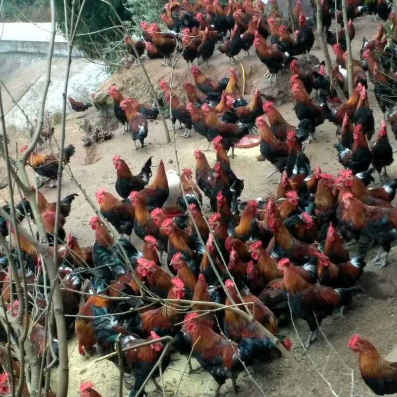 云阳香土鸡苗供应脐橙园养殖本地土鸡苗行情好