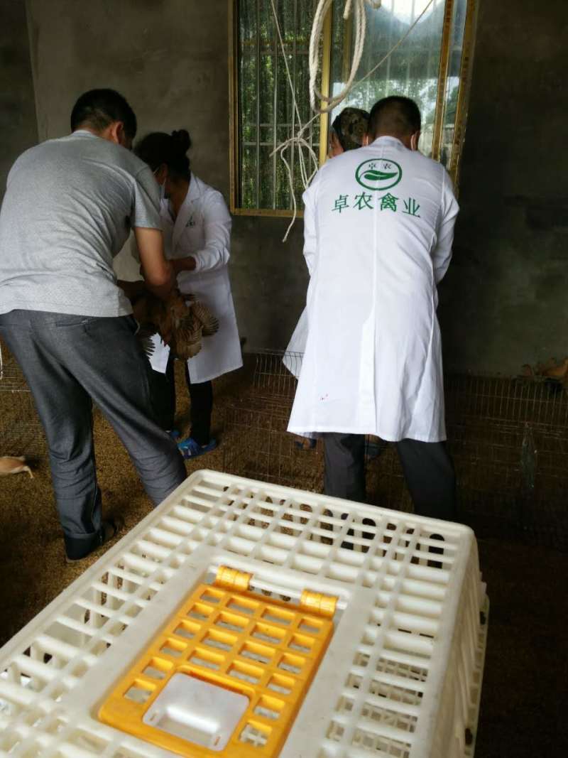 毕节乌皮红羽土鸡苗，黑乌鸡苗，本地跑山土鸡苗供应