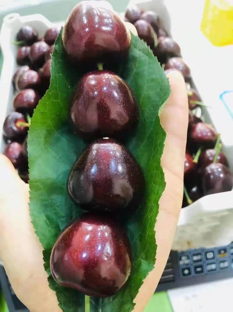 【樱桃】甘肃天水精品美早大樱桃现摘现发爆浆大果欢迎采购