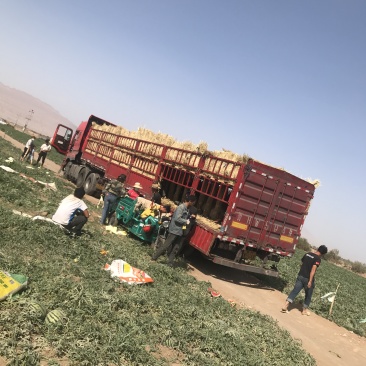 新疆西瓜，吐鲁番后昌吉地头采摘装车，全国代发