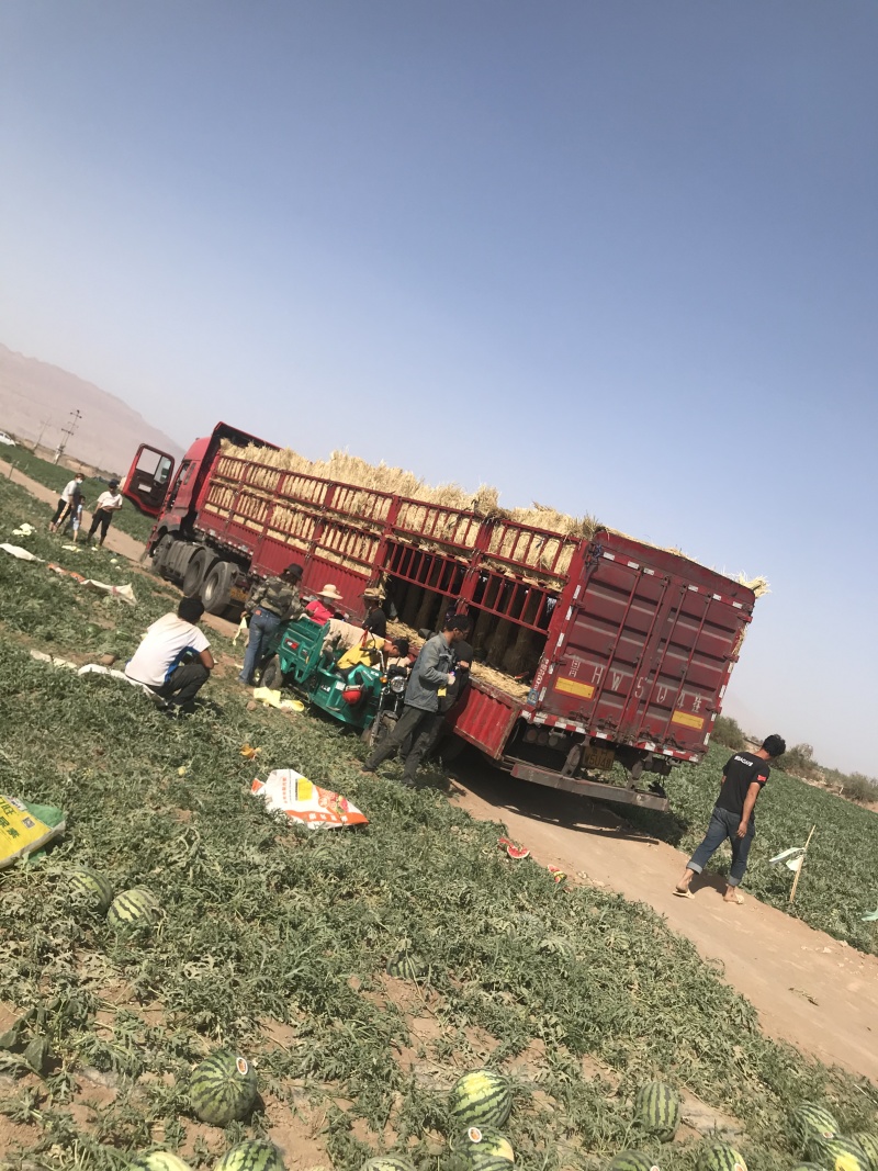 新疆西瓜，吐鲁番后昌吉地头采摘装车，全国代发