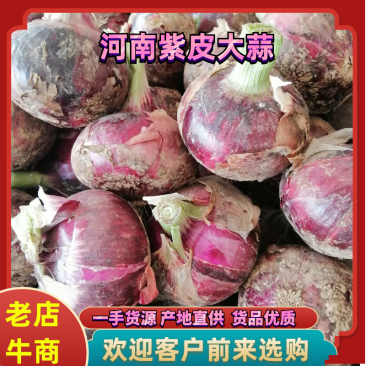 河南紫皮洋葱果形好果大肉厚大量有货一手货源诚信经营