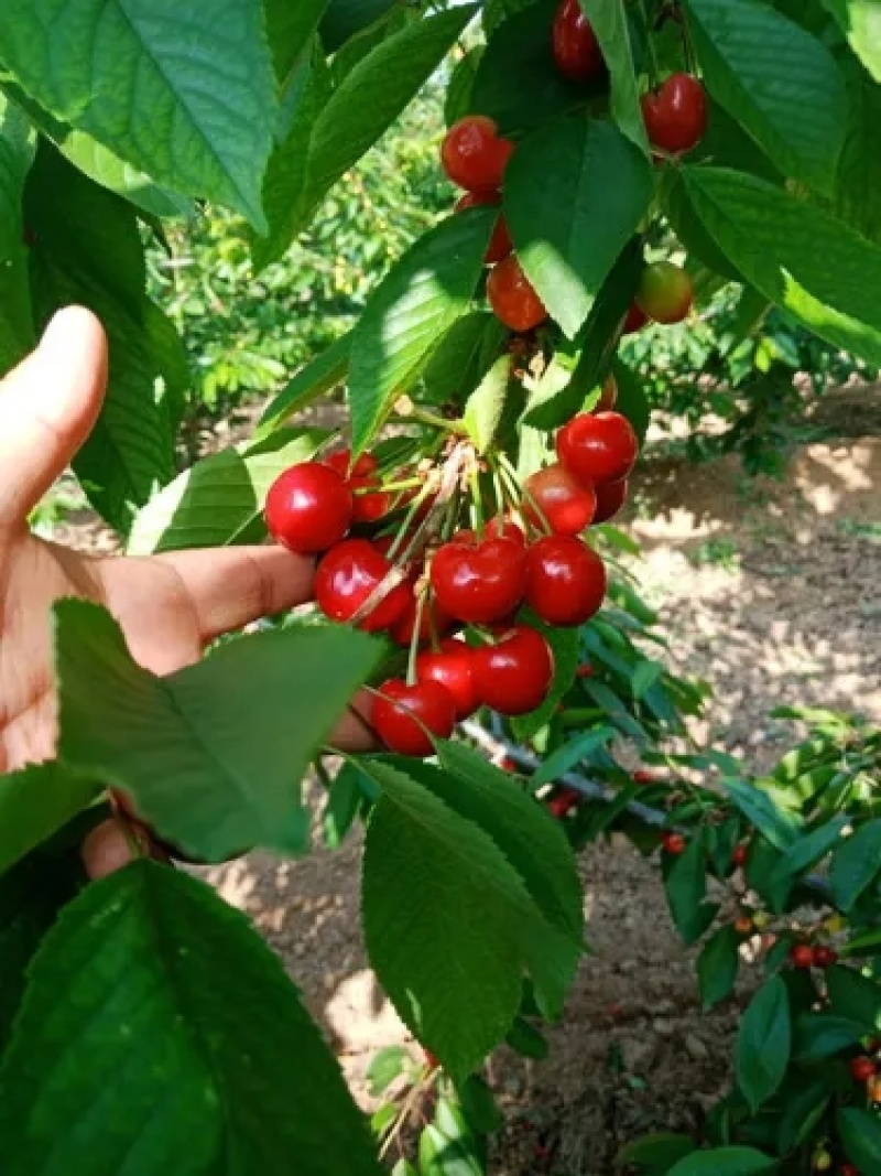 【套袋早大果樱桃】套袋红灯大量上市一手货源电商超市一件代发