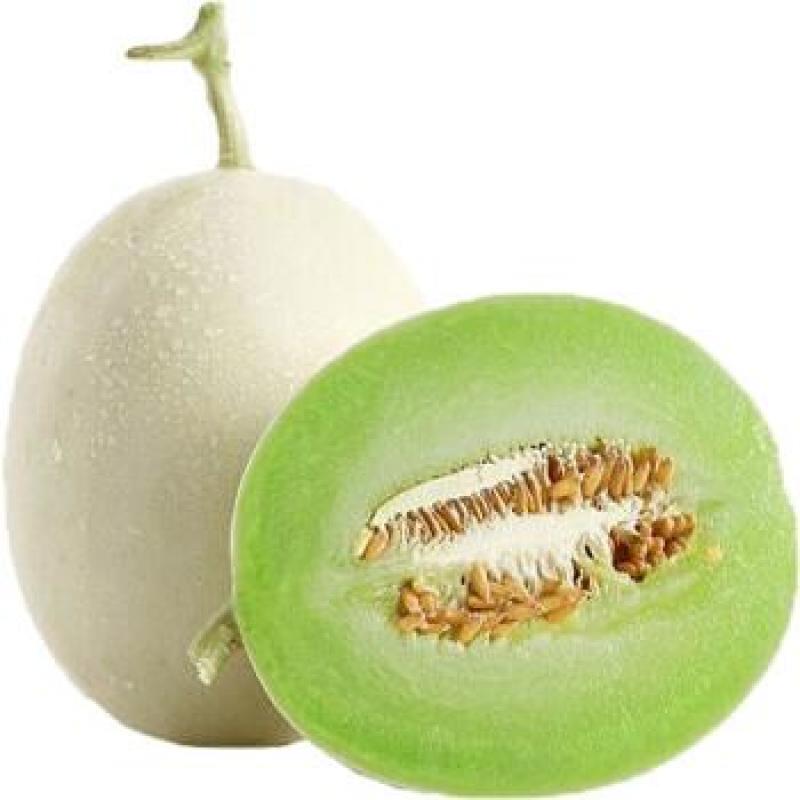 玉菇甜瓜万亩基地河南滑县冰清玉菇甜瓜大量上市质量好价格低