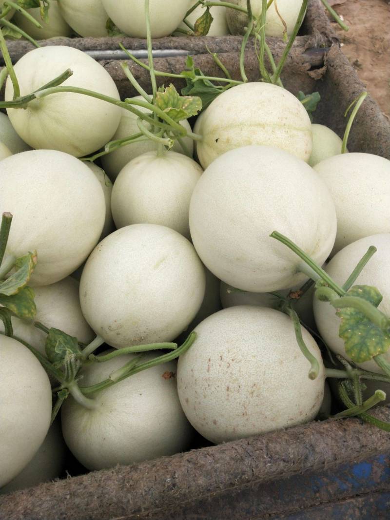 玉菇甜瓜万亩基地河南滑县冰清玉菇甜瓜大量上市质量好价格低