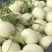 玉菇甜瓜万亩基地河南滑县冰清玉菇甜瓜大量上市质量好价格低
