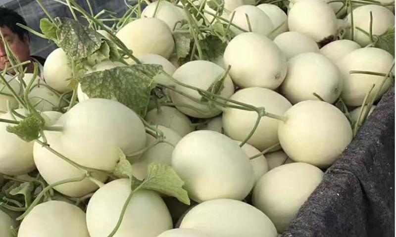 玉菇甜瓜万亩基地河南滑县冰清玉菇甜瓜大量上市质量好价格低