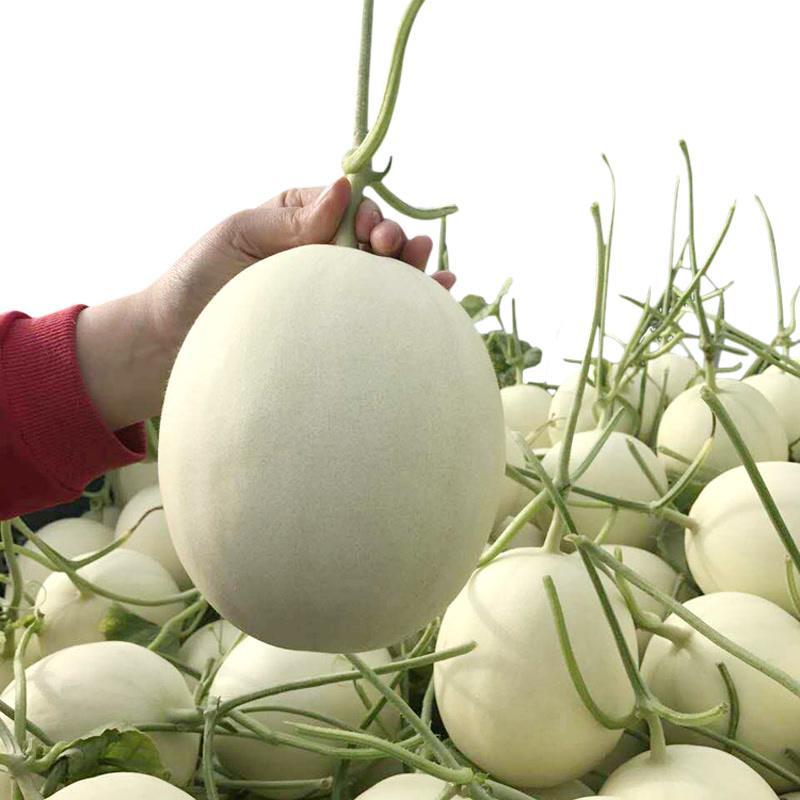 玉菇甜瓜万亩基地河南滑县冰清玉菇甜瓜大量上市质量好价格低