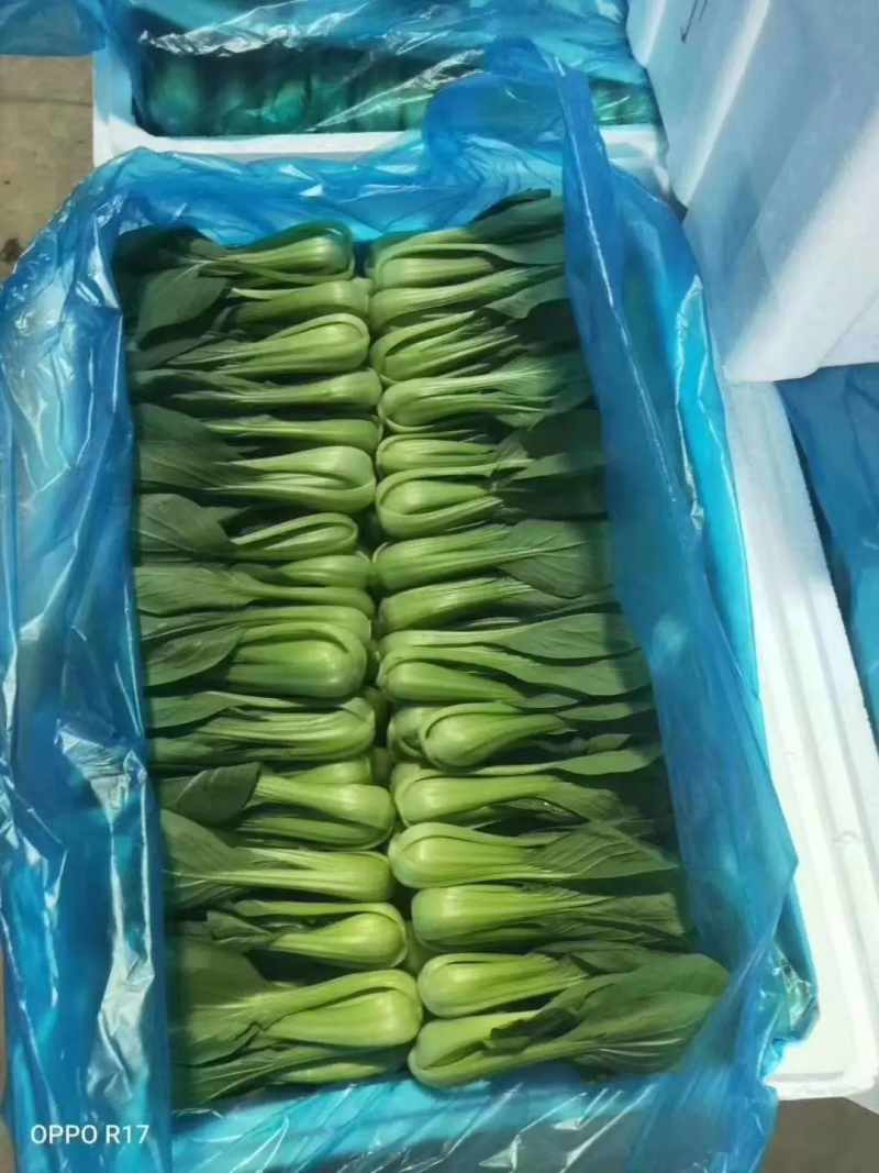 精品小青菜，上海青油菜，基地直销，供应全国各大市场电商