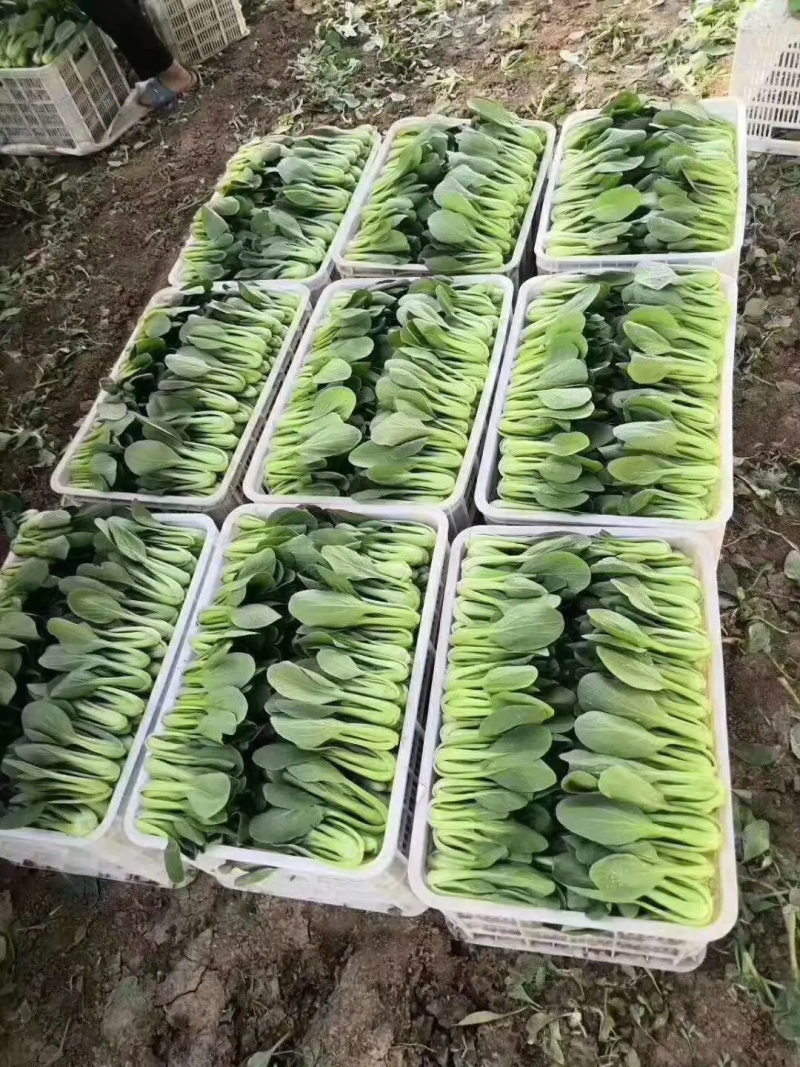 精品小青菜，上海青油菜，基地直销，供应全国各大市场电商
