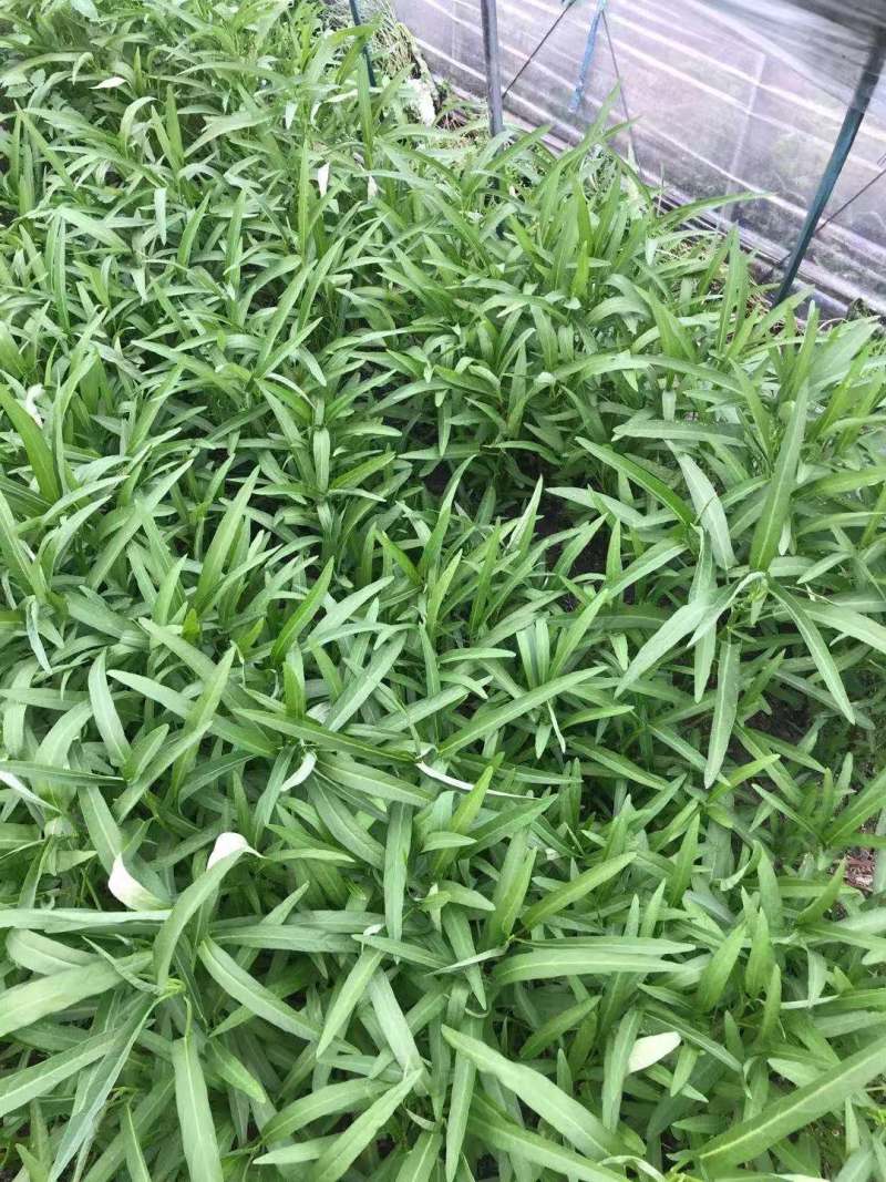 精品头刀空心菜，基地直销，保质保量，欢迎联系下单