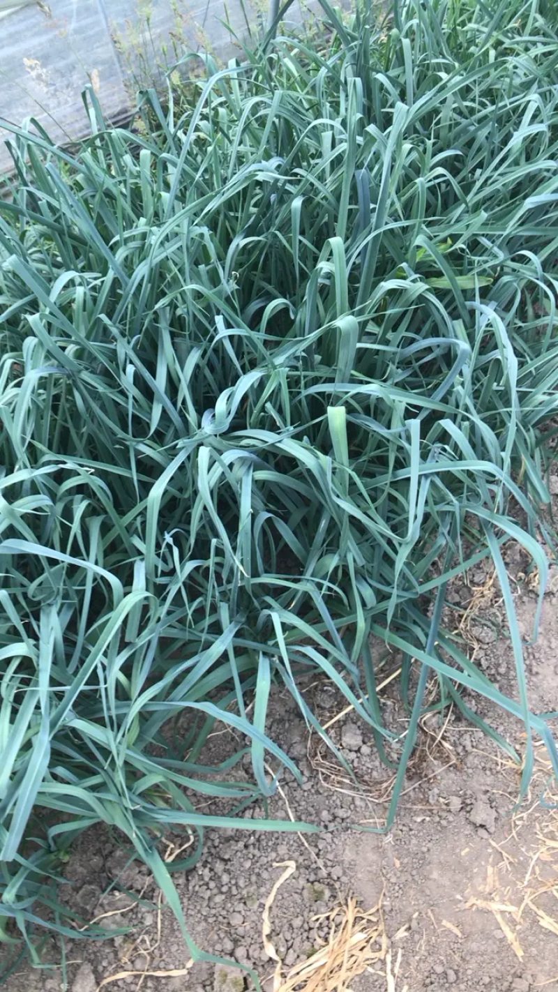 精品洋大蒜，基地直销，现割现发，保质保量，欢迎下单