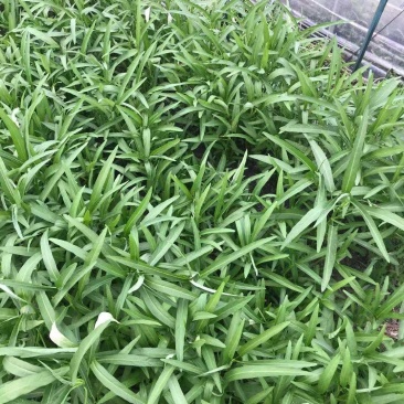 精品空心菜5~10厘米，基地直销，保质保量，欢迎下单