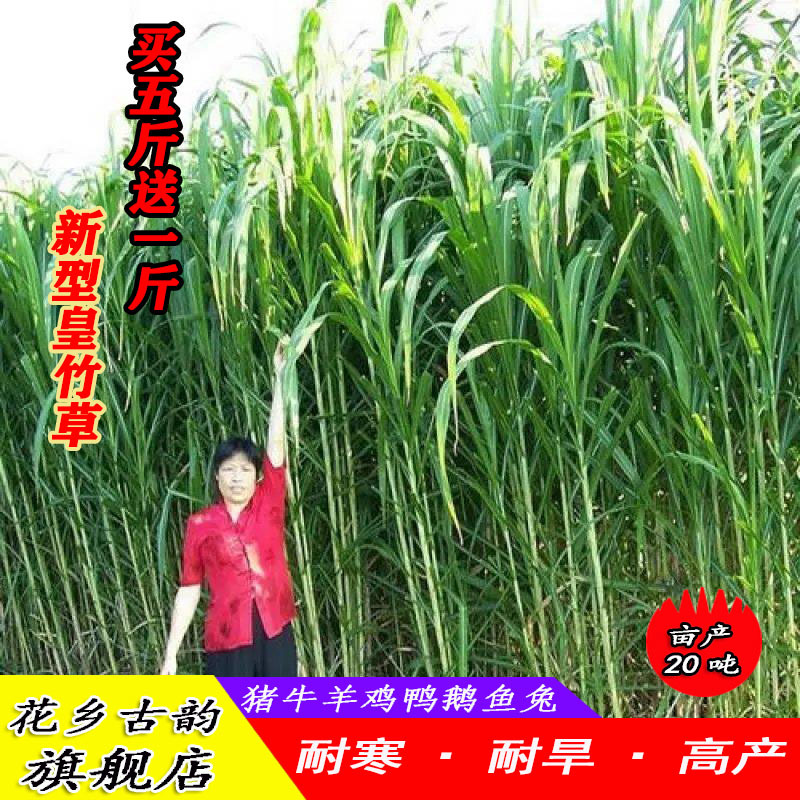 进口牧草种子高产四季种植鸡鸭鹅猪牛羊兔子鱼草多年生黑麦草