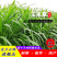 进口牧草种子高产四季种植鸡鸭鹅猪牛羊兔子鱼草多年生黑麦草