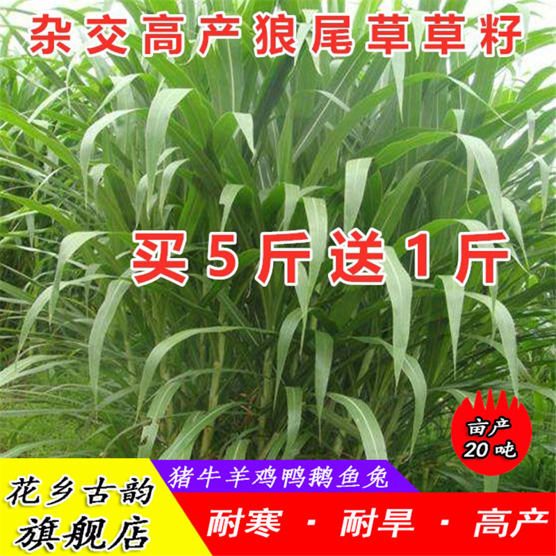 进口牧草种子高产四季种植鸡鸭鹅猪牛羊兔子鱼草多年生黑麦草