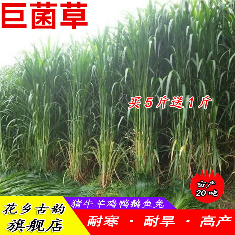 进口牧草种子高产四季种植鸡鸭鹅猪牛羊兔子鱼草多年生黑麦草
