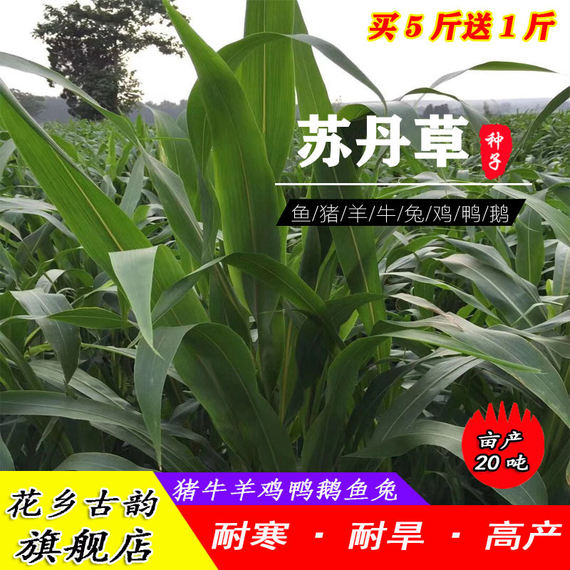 进口牧草种子高产四季种植鸡鸭鹅猪牛羊兔子鱼草多年生黑麦草
