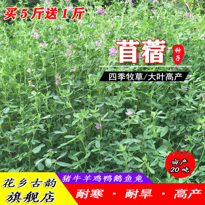 紫花苜蓿草种籽多年生四季南北方牧草种子芽苗菜养殖牛羊鱼草