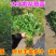 紫花苜蓿草种籽多年生四季南北方牧草种子芽苗菜养殖牛羊鱼草