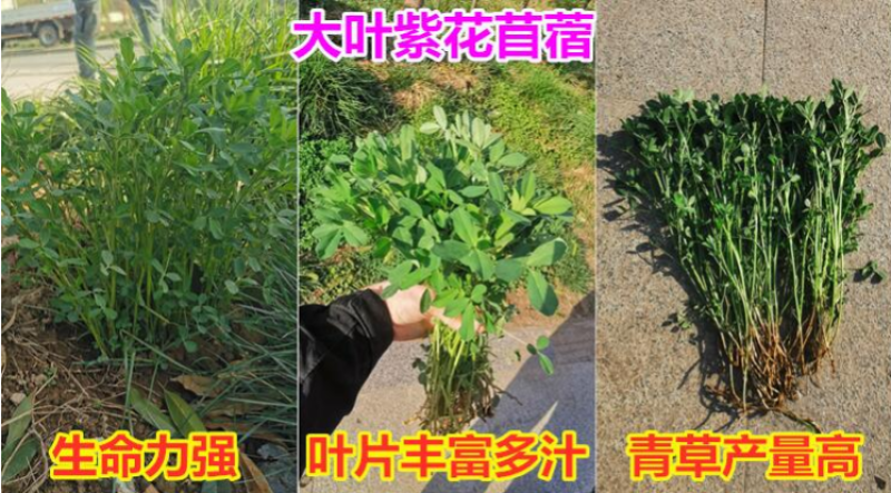 紫花苜蓿草种籽多年生四季南北方牧草种子芽苗菜养殖牛羊鱼草