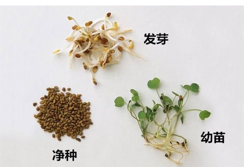 紫花苜蓿草种籽多年生四季南北方牧草种子芽苗菜养殖牛羊鱼草