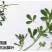 紫花苜蓿草种籽多年生四季南北方牧草种子芽苗菜养殖牛羊鱼草