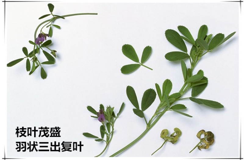 紫花苜蓿草种籽多年生四季南北方牧草种子芽苗菜养殖牛羊鱼草