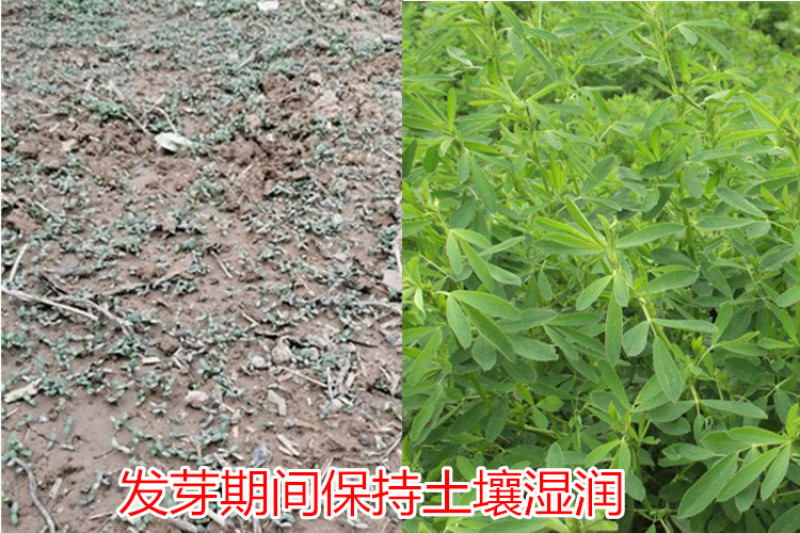 紫花苜蓿草种籽多年生四季南北方牧草种子芽苗菜养殖牛羊鱼草