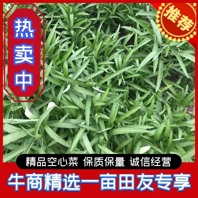 精品头刀空心菜，基地直销，保质保量，欢迎联系下单