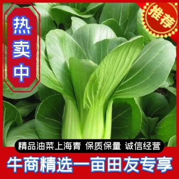 精品小青菜，上海青油菜，基地直销，供应全国各大市场电商